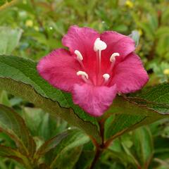 Vajgélie květnatá 'Eva Rathke' - Weigela florida 'Eva Rathke'