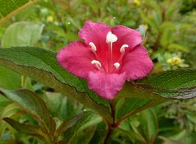 Vajgélie květnatá 'Eva Rathke' - Weigela florida 'Eva Rathke'