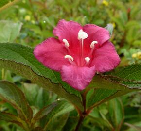 Vajgélie květnatá 'Eva Rathke' - Weigela florida 'Eva Rathke'