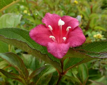 Vajgélie květnatá 'Eva Rathke'