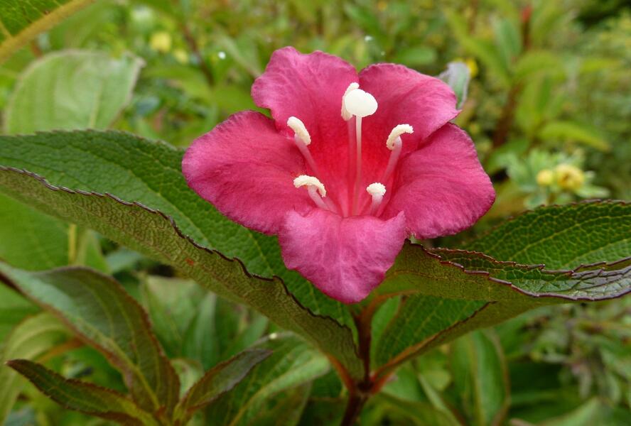 Vajgélie květnatá 'Eva Rathke' - Weigela florida 'Eva Rathke'