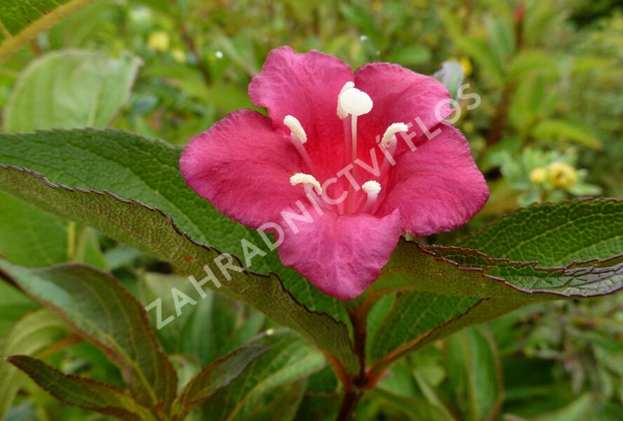 Vajgélie květnatá 'Eva Rathke' - Weigela florida 'Eva Rathke'