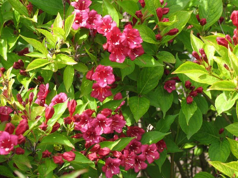 Vajgélie květnatá 'Eva Rathke' - Weigela florida 'Eva Rathke'