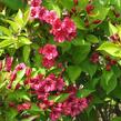 Vajgélie květnatá 'Eva Rathke' - Weigela florida 'Eva Rathke'