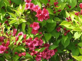 Vajgélie květnatá 'Eva Rathke' - Weigela florida 'Eva Rathke'