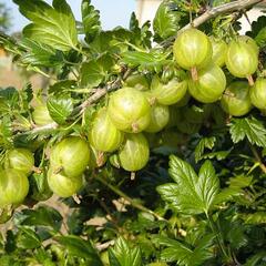 Angrešt žlutý 'Rixanta' - Grossularia uva-crispa 'Rixanta'