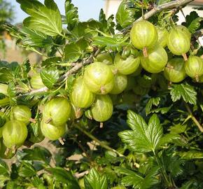 Angrešt žlutý 'Rixanta' - Grossularia uva-crispa 'Rixanta'