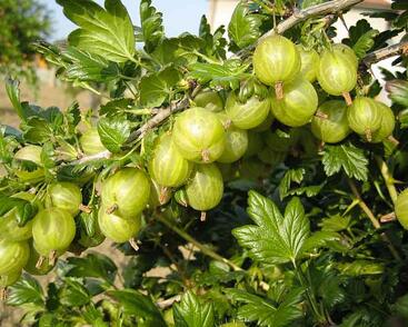 Angrešt žlutý 'Rixanta'