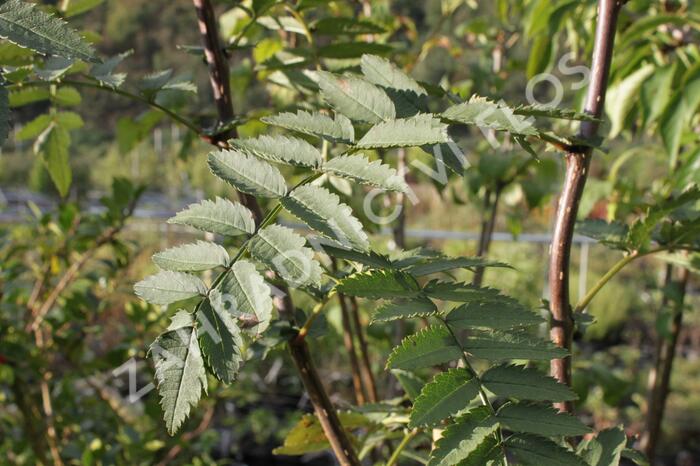 Jeřáb Koehneův - Sorbus koehneana