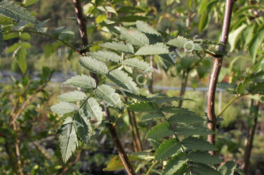 Jeřáb Koehneův - Sorbus koehneana