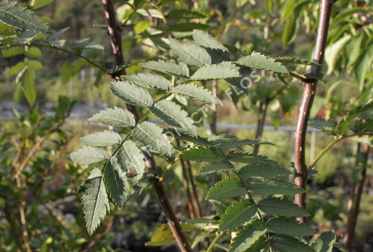 Jeřáb Koehneův - Sorbus koehneana