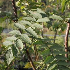 Jeřáb Koehneův - Sorbus koehneana