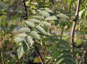 Jeřáb Koehneův - Sorbus koehneana