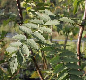 Jeřáb Koehneův - Sorbus koehneana