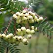 Jeřáb Koehneův - Sorbus koehneana