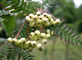 Jeřáb Koehneův - Sorbus koehneana