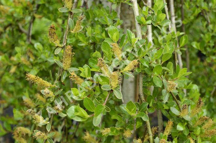 Vrba Cottetova - Salix cottetii