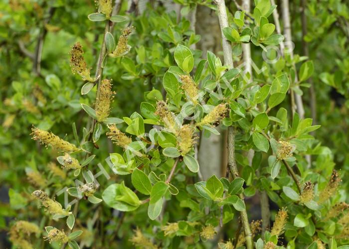 Vrba Cottetova - Salix cottetii
