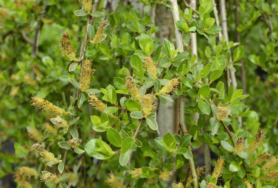 Vrba Cottetova - Salix cottetii