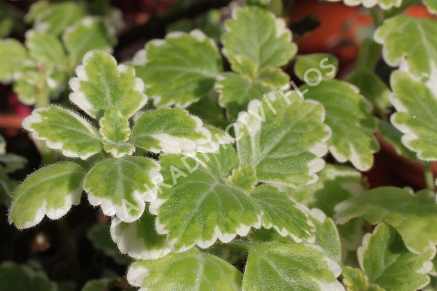 Moud, plektrantus 'Variegatus' - Plectranthus coleoides 'Variegatus'