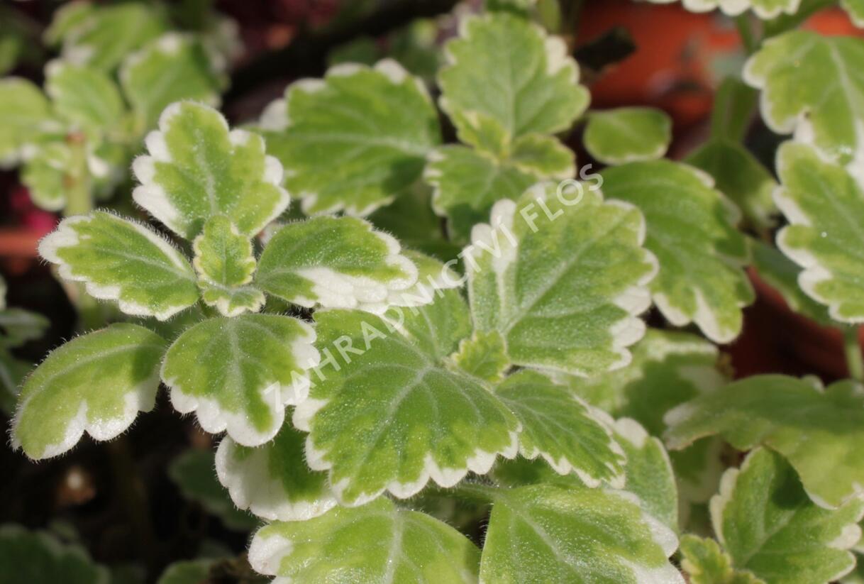 Moud, plektrantus 'Variegatus' - Plectranthus coleoides 'Variegatus'