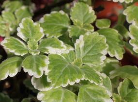 Moud, plektrantus 'Variegatus' - Plectranthus coleoides 'Variegatus'