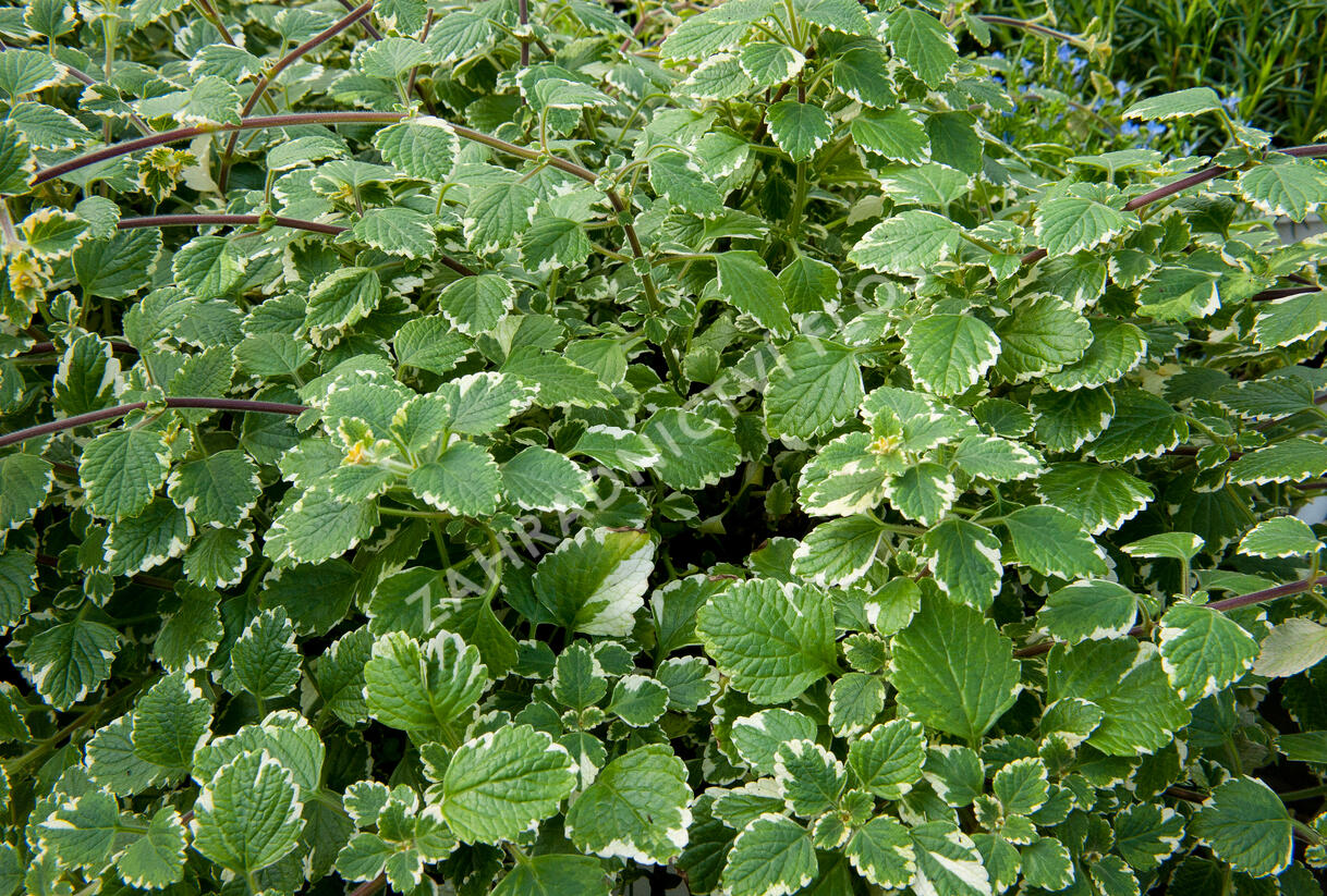 Moud, plektrantus 'Variegatus' - Plectranthus coleoides 'Variegatus'