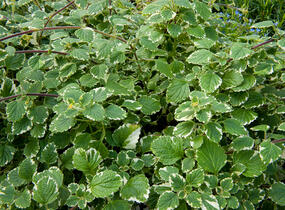 Moud, plektrantus 'Variegatus' - Plectranthus coleoides 'Variegatus'