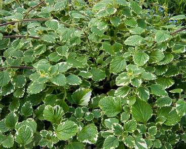 Moud, plektrantus 'Variegatus'