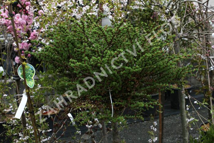 Modřín japonský 'Grey Pearl' - Larix kaempferi 'Grey Pearl'