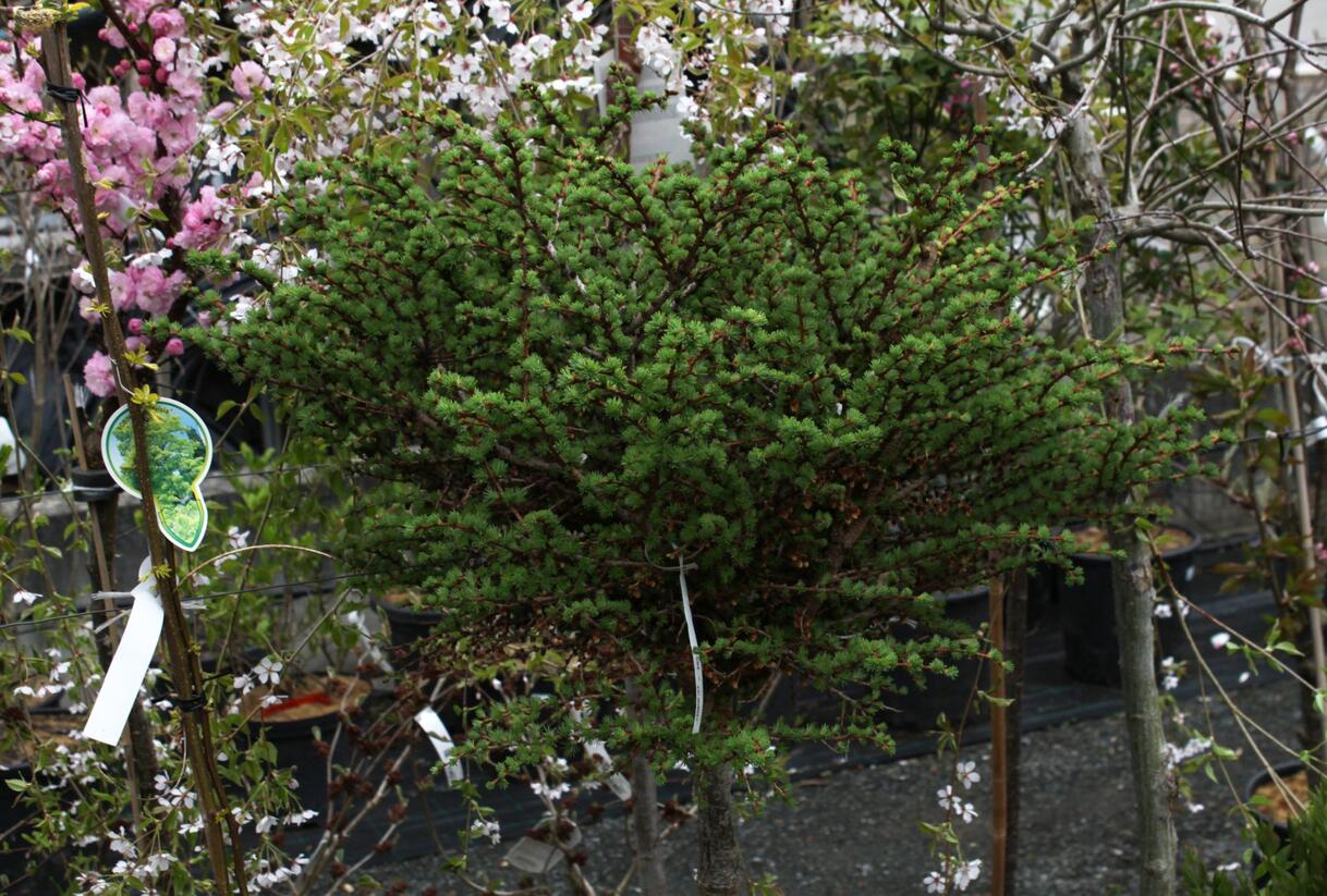 Modřín japonský 'Grey Pearl' - Larix kaempferi 'Grey Pearl'