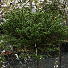 Modřín japonský 'Grey Pearl' - Larix kaempferi 'Grey Pearl'