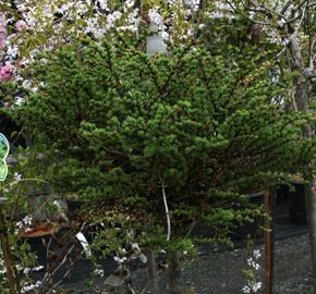 Modřín japonský 'Grey Pearl' - Larix kaempferi 'Grey Pearl'