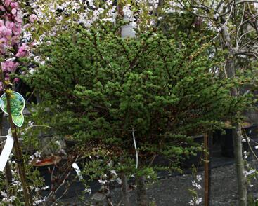 Modřín japonský 'Grey Pearl'