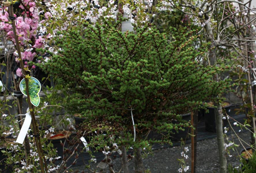 Modřín japonský 'Grey Pearl' - Larix kaempferi 'Grey Pearl'