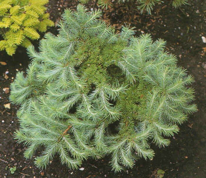 Modřín japonský 'Grey Pearl' - Larix kaempferi 'Grey Pearl'