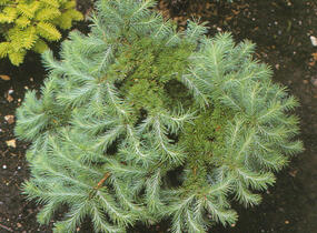 Modřín japonský 'Grey Pearl' - Larix kaempferi 'Grey Pearl'