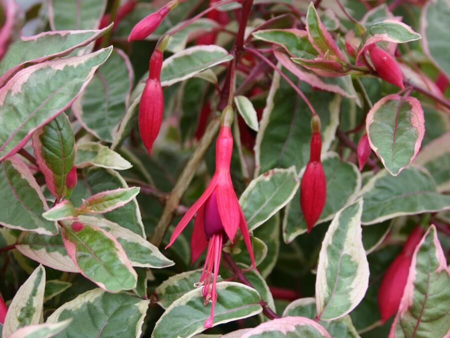 Fuchsie, čílko 'Tom West' - Fuchsia hybrida 'Tom West'