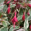 Fuchsie, čílko 'Tom West' - Fuchsia hybrida 'Tom West'
