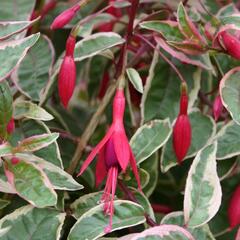 Fuchsie, čílko 'Tom West' - Fuchsia hybrida 'Tom West'
