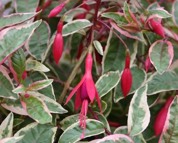 Fuchsie, čílko 'Tom West'