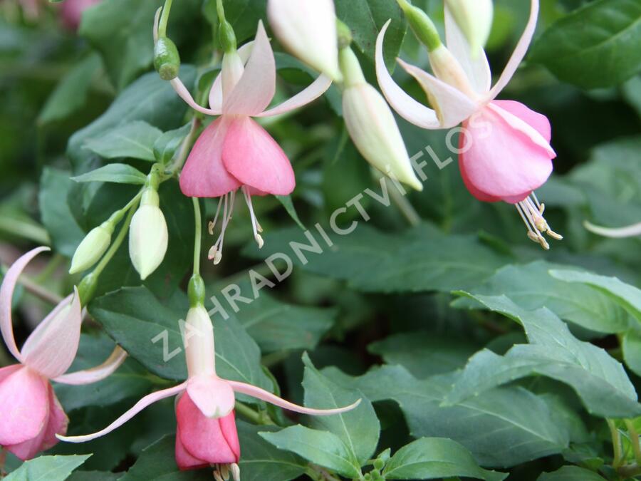 Fuchsie, čílko 'Pink Panther' - Fuchsia hybrida 'Pink Panther'