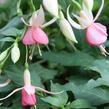 Fuchsie, čílko 'Pink Panther' - Fuchsia hybrida 'Pink Panther'