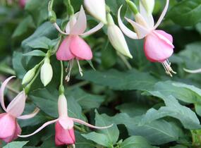 Fuchsie, čílko 'Pink Panther' - Fuchsia hybrida 'Pink Panther'