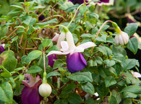 Fuchsie, čílko 'Pink Ballet Girl' - Fuchsia hybrida 'Pink Ballet Girl'