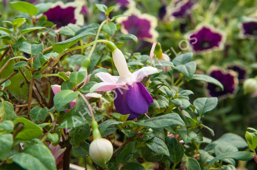 Fuchsie, čílko 'Pink Ballet Girl' - Fuchsia hybrida 'Pink Ballet Girl'