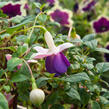 Fuchsie, čílko 'Pink Ballet Girl' - Fuchsia hybrida 'Pink Ballet Girl'