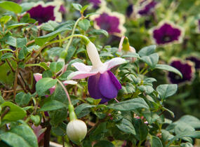 Fuchsie, čílko 'Pink Ballet Girl' - Fuchsia hybrida 'Pink Ballet Girl'