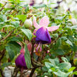 Fuchsie, čílko 'Pink Ballet Girl' - Fuchsia hybrida 'Pink Ballet Girl'