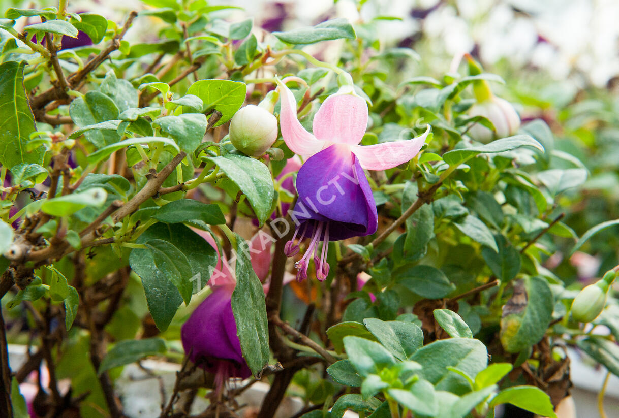Fuchsie, čílko 'Pink Ballet Girl' - Fuchsia hybrida 'Pink Ballet Girl'